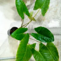 فروش انواع گل های آپارتمانی|گل و گیاه طبیعی|برازجان, |دیوار