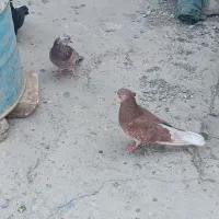 کبوتر|پرنده|نیمروز, |دیوار