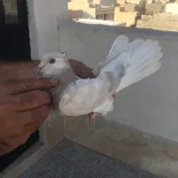 کفتر