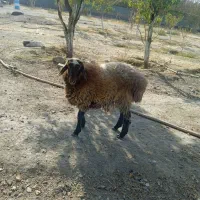 بره ماده کاردی پلوار|حیوانات مزرعه|مشهد, شهرک صنعتی توس|دیوار