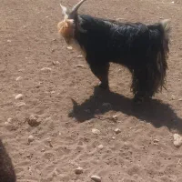 کسی خواست زنگ بزنه|حیوانات مزرعه|ایذه, |دیوار