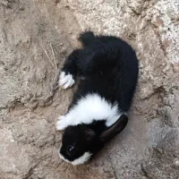 خرگوش بزرگ و کوچک