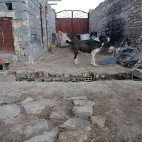 واگذاری ماده