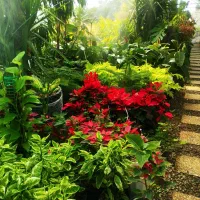 گل و کیاه ، تعویض خاک گلدان در محل