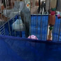 عروس هلندی