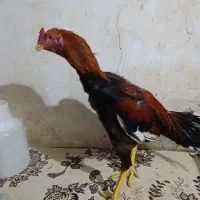 ۲ تا جوجه خروس لاری ۶ماه  آس|حیوانات مزرعه|خزل, |دیوار