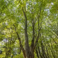 هرس کردن درختان با اره موتوری