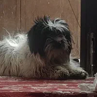 پاکوتاه پشمالو