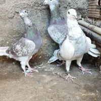 کیف 3عدد سخریج یا قوره ای