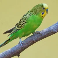 فروش مرغ عشق