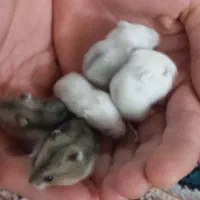 بچه همستر کمپل