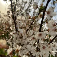 باغ ۵۰۰متری منطقه ویلایی توریستی ماریان باسهمیه آب|فروش زمین و ملک کلنگی|مشهد, درزآب|دیوار