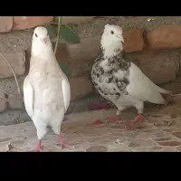 رویداد