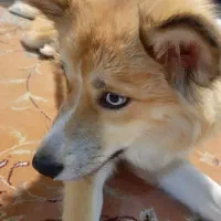 واگذاری رایگان توله هاسکی