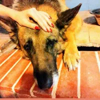 سگ ژرمن ((گم شده))|حیوانات|کرمان, |دیوار