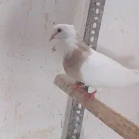 طوقی مادهه خال سرکه ای