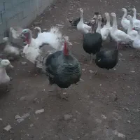 بوقلمون نر دارم به وزن ۷کیلو