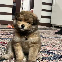 واگذاری سگ|سگ|مشهد, گوهرشاد|دیوار