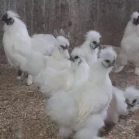 فروش جوجه تخم نطفه دار ابریشمی وارداتی