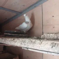 کبوتر طوقی۱۰۰۰