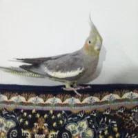 عروس هلندی