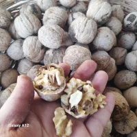 گردو سیسخت مال امسال