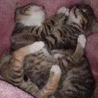 واگذاری گربه|گربه|دماوند, گیلاوند|دیوار