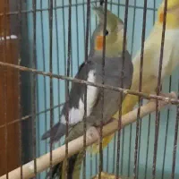 عروس هلندی لوتینو|پرنده|لاهیجان, کوی خزر|دیوار