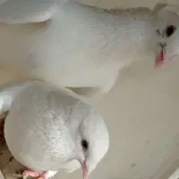 کبوتر سفید|پرنده|سراوان, |دیوار