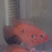 جفت ماهیجوئل|ماهی|تهران, شهرک شریعتی|دیوار