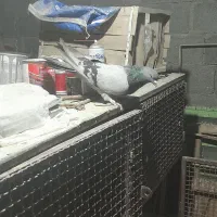 کبوتر|پرنده|خمینیشهر, |دیوار