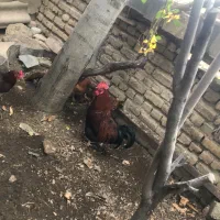 خروس قرمز سیا