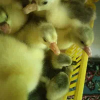 جوجه غاز یکروزه|حیوانات مزرعه|رستمکلا, |دیوار