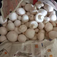 کمپوست مصرف شده