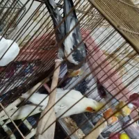 پرنده|پرنده|مشکیندشت, |دیوار