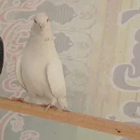 کبوتر پرشی ماده کفتر