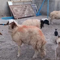 بره قوچی دودندان سنجابی اصل