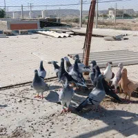 16تا پلاکی زرنگ|پرنده|قشم, |دیوار