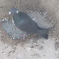 پلاکی|حیوانات|یزد, |دیوار