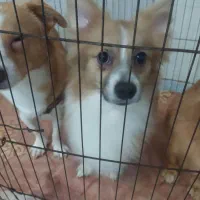 نژاد پامر اشپیتز وجک راسل