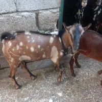 نری مست داشتی10ماهه