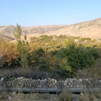 کره اسب نژادداراصل درجه یک