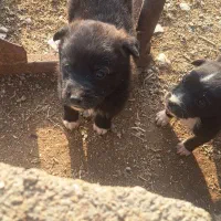 پاکوتاه خوشکل|سگ|تهران, مهران (سیدخندان)|دیوار