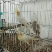 عروس هلندی مولد