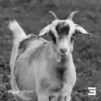 خریدار پراید یا وانت پیکان هستم فقط معاوضه با بز