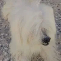 سگ پشمالو|سگ|سراوان, |دیوار