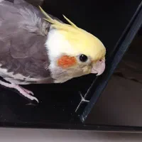 عروس هلندی گمشده