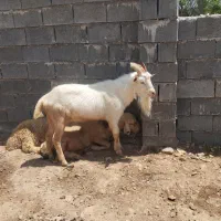 بازن دوبر جنبش بهترین ذات سنان