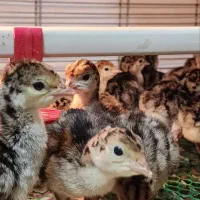 تولید جوجه بوقلمون در اهواز|حیوانات مزرعه|اهواز, سخیریه|دیوار