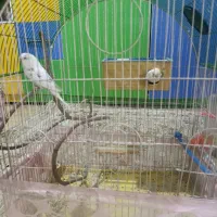 مرغ عشق|پرنده|رباط‌کریم, الارد|دیوار